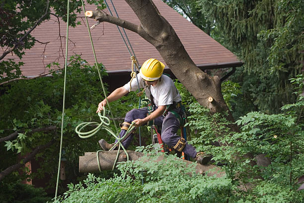 Professional tree remover.