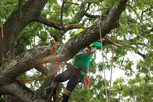 A lanscaper is standing on a big tree branch while wusing a chainsaw to cut other branches down.